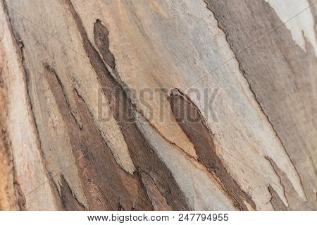 Wooden Texture. Platan Tree