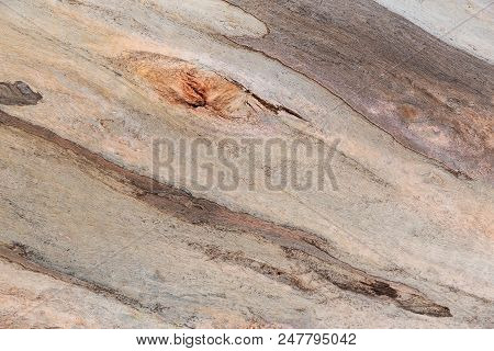 Wooden Texture. Platan Tree. Natural Texture Background. Abstract Background