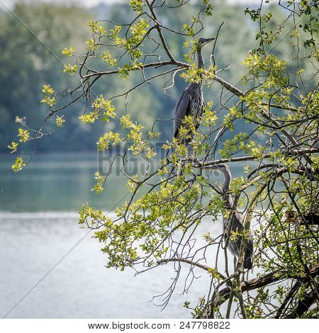 Grey Herons, Nesting