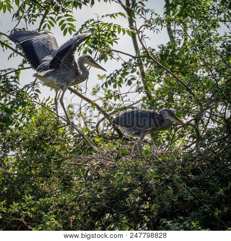 Grey Herons, Nesting