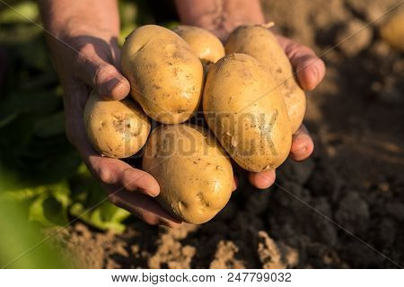 Harvesting Potatoes. Fresh Yellow Potatoes On Hands Of Gardener On Potato Field In Sunny Day In Summ