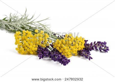 Lavender And Helichrysum Flowers Isolated On White Background