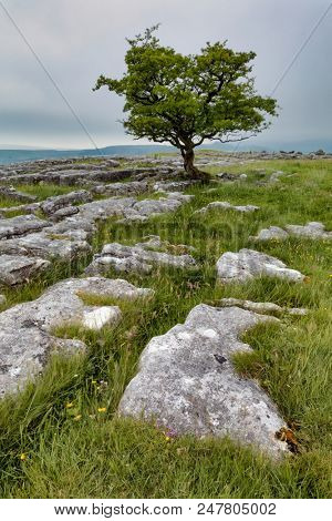 Lone tree and Limestone pavement at Winskill Stones Nature Reserve, near Settle, Yorkshire Dales, North Yorkshire, UK