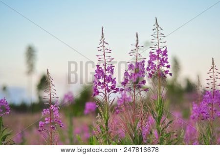 Pink Blooming Sally In The Field. Willow-herb At Sunset. Nature Landscape.
