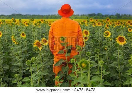 Man in orange clother in sunner sunflowers field