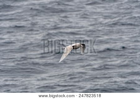 Immature Glaucous Gull In Flight Along A Remote Coast Of Greenland Along The Nugssuaq Peninsula