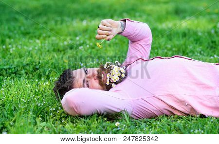 Man With Beard On Smiling Face Sniffs Dandelion. Macho With Daisies In Beard Relaxing. Bearded Man W