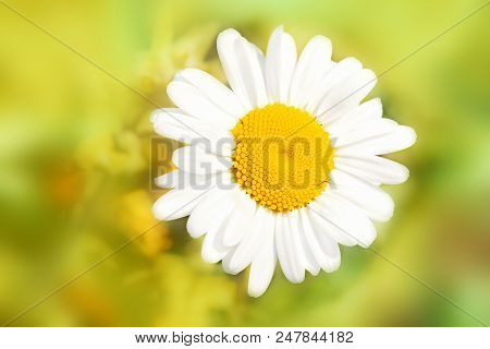 Сhamomile Flower In Garden. Summer Floral Landscape. Macro. Top View. Bokeh Background