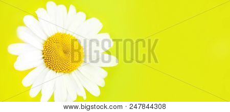 Сhamomile Flower Isolated On Yellow Background. Summer Floral Background. Macro. Top View. Copy Spac