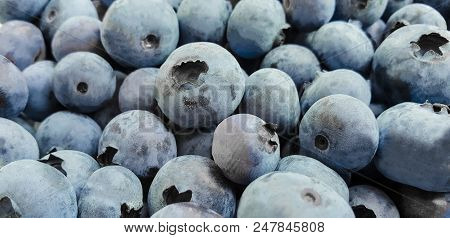 Blueberry With Dew Drops And Pollen, Close-up
