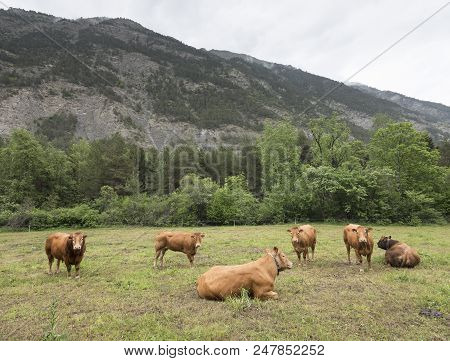 Limousin Cows And Bull In Countryside Meadow Of Haute Provence In France Near Barcelonnette In Frenc