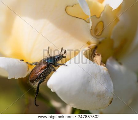 Phyllopertha Horticola. A Garden Beetle Or Juniper Beetle On A Leaf. Pests Of Roses