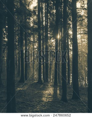 Sunbeams Make Their Way Through Tree Trunks In The Morning Forest. Spruce Tree Forest, Sunbeams Thro