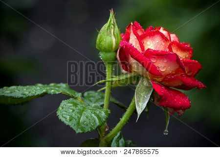 Flowering Rose Leonidas With A Bud In The Drops After The Rain.