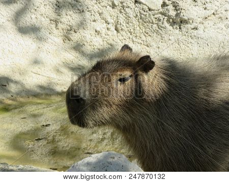 Capibara Looks A Lot Like A Beaver But The Tail And Size Are Very Different, He Has No Tail And Is M