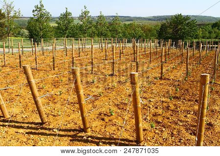 Neat Rows Of Young Grape Vines In A Vineyard At Lefkadia, Russia