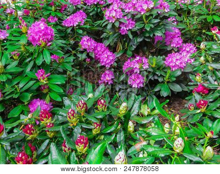 Beautiful Rhododendron Shrubs Strewn With Beautiful Flowers