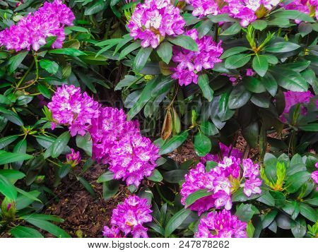 Beautiful Rhododendron Shrubs Strewn With Beautiful Flowers