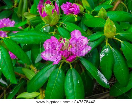 Beautiful Rhododendron Shrubs Strewn With Beautiful Flowers
