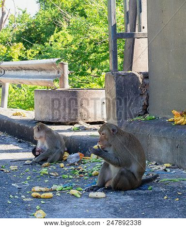 Monkey Is Eating In Khao Sam Muk At Bang Saen Beach In Thailand.