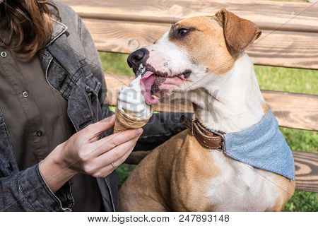 Giving Ice Cream To Funny Cute Dog. Young Female Feeds Vanilla Ice Cream Cone As Treat To Staffordsh