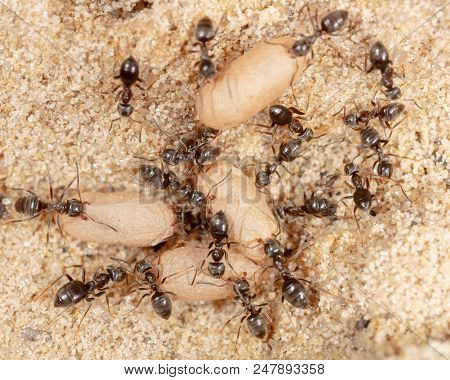 Ants And Formic Eggs In Nature. Macro