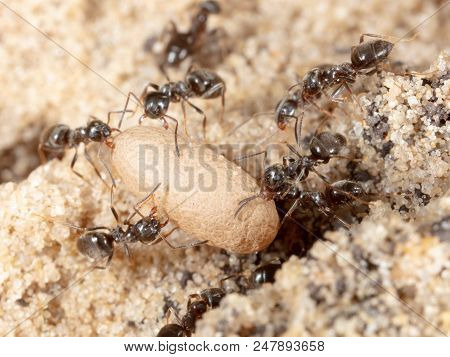 Ants And Formic Eggs In Nature. Macro