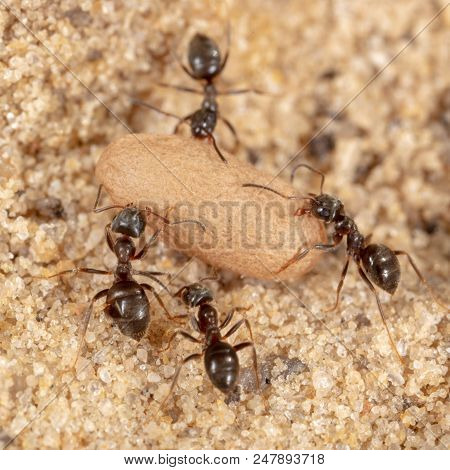 Ants And Formic Eggs In Nature. Macro