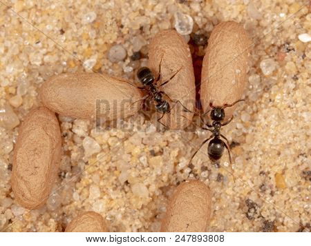Ants And Formic Eggs In Nature. Macro