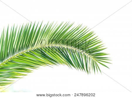 palm tree isolated on white background