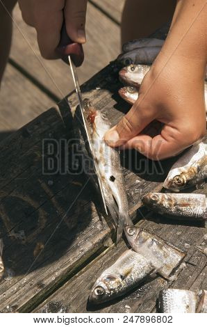 A Boy Prepares Finger Mullett For Use For Fishing On The Bouge Sound Pier