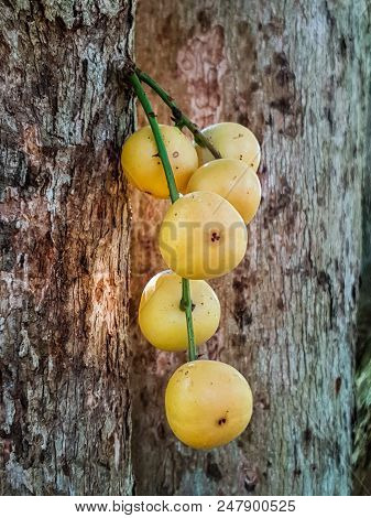 Thai Fruit Rambeh On The Rambi Tree