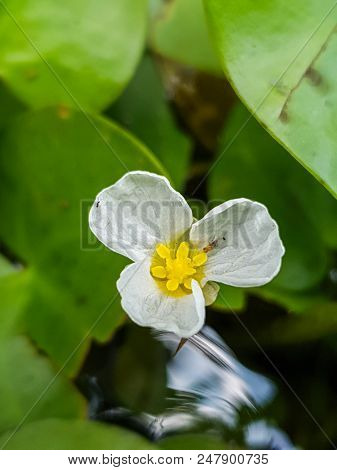 A Close Up Swamp Flower (hydrocharis Dubia,frog Bit)