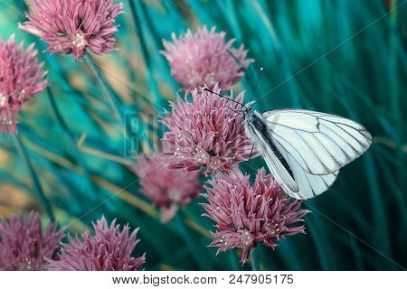 Butterfly With White Wings On Which Are Black Stripes. A Beautiful Insect On A Pink Flower. Tinted M