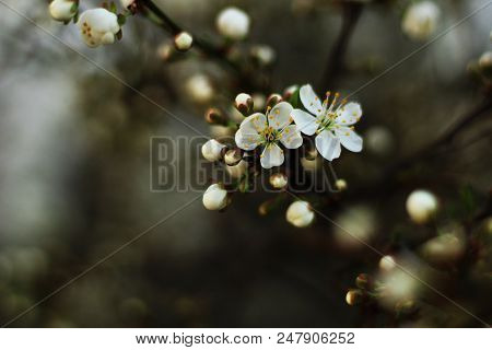 Beautiful Background With Cherry Blossoms, Selective Focus
