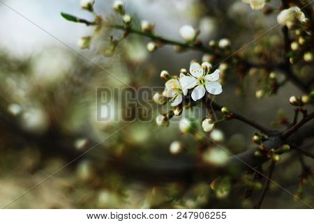Close Up On Cherry Blossoms, Selective Focus