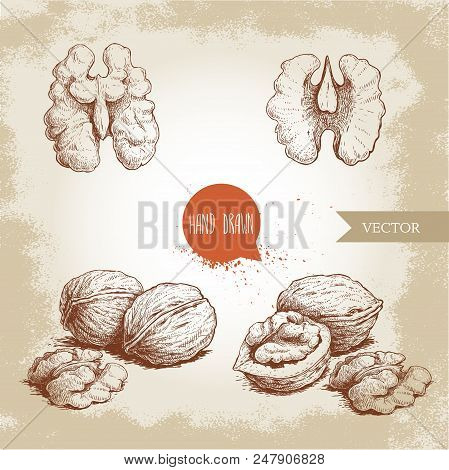 Hand Drawn Sketch Style Walnuts Set. Whole, Half And Walnut Seed. Eco Healthy Food Vector Illustrati