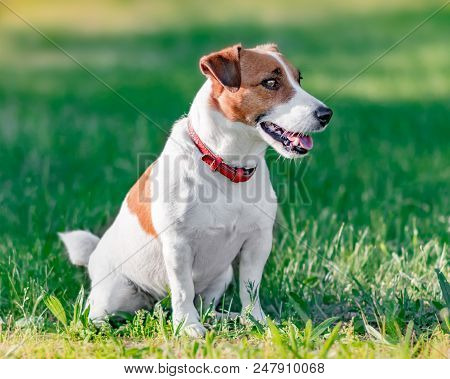 Close-up Portrait In Profile Of Cute Small White And Brown Dog Jack Russel Terrier Sitting On Green 