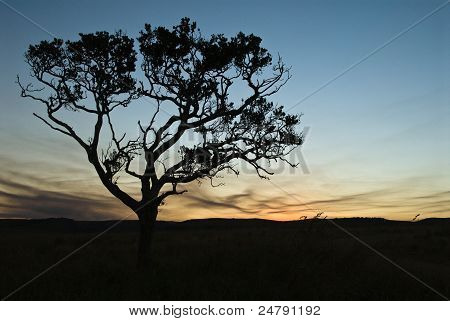 Silueta de árbol