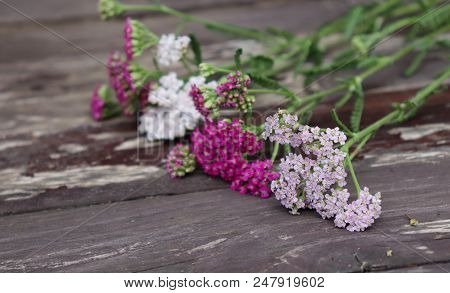 Closeup Of Flower Achillea Millefolium, Commonly Known As Yarrow Or Common Yarrow On Rustic Weathere