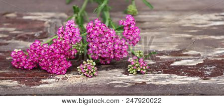 Closeup Of Flower Achillea Millefolium, Commonly Known As Yarrow Or Common Yarrow On Rustic Weathere
