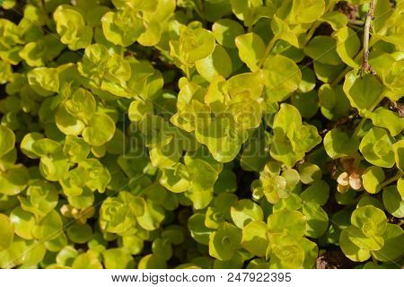 Golden Creeping Jenny - Latin Name - Lysimachia Nummularia Aurea
