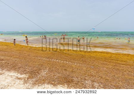 Punta Cana, Dominican Republic - June 24, 2018: : sargassum seaweeds on ocean beach in Bavaro, Punta Cana. Due to global warming, the altered ocean current bring sargasso to Dominican Republic coast.
