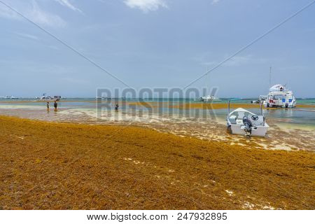Punta Cana, Dominican Republic - June 24, 2018: : sargassum seaweeds on ocean beach in Bavaro, Punta Cana. Due to global warming, the altered ocean current bring sargasso to Dominican Republic coast.