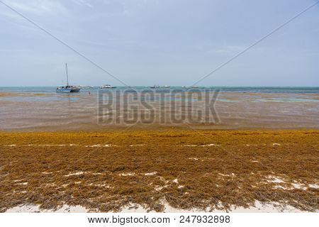 Punta Cana, Dominican Republic - June 24, 2018: : sargassum seaweeds on ocean beach in Bavaro, Punta Cana. Due to global warming, the altered ocean current bring sargasso to Dominican Republic coast.