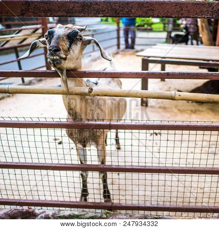 Young Goat Show White Teeth Behind The Cage,look Funny Goat,young Goat Look Very Happy