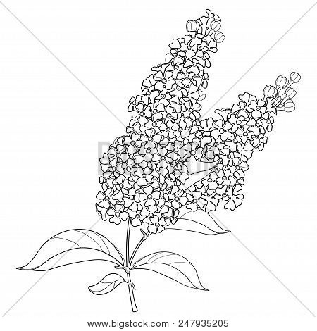 Vector Branch With Outline Buddleja Or Butterfly Bush Flower Bunch And Ornate Leaf In Black Isolated