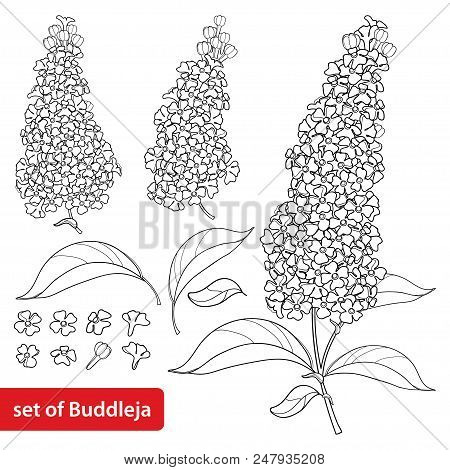 Vector Set With Outline Buddleja Or Butterfly Bush Flower, Ornate Leaf And Bunch In Black Isolated O
