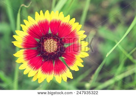 Blooming Gaillardia Flowers, Family Asters. Flowering Of Chamomile Gerbera.