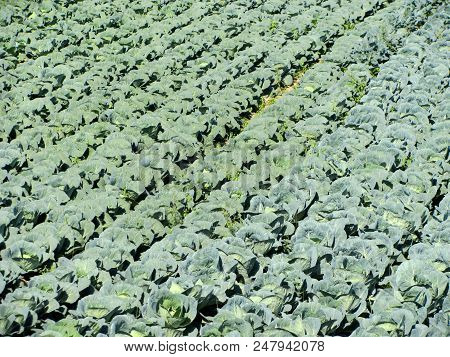 Cabbage Garden In Futog In Vojvodina,  Serbia